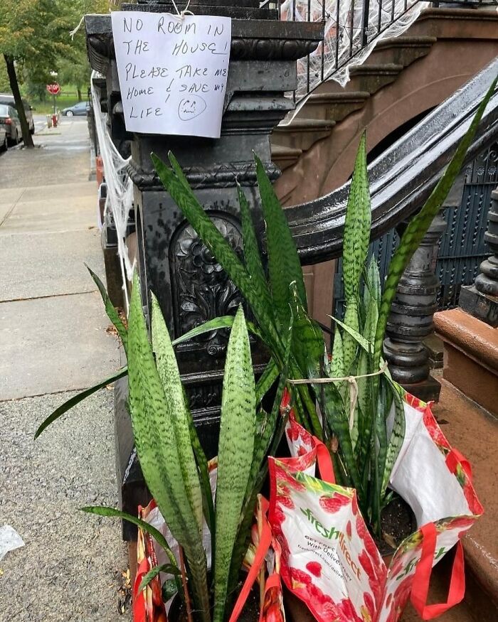 The Stoops Are Green This Morning!! Free Plants On 121st Between Morningside Ave And Manhattan Ave 