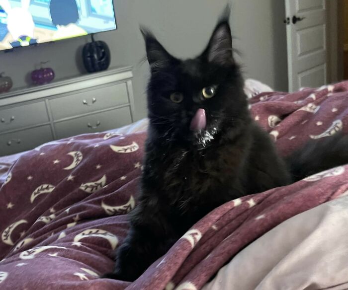 Woman Says The Bond With Her Cat Was Strengthened After The Cat Sneakily Consumed Her Toe