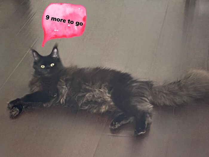 Woman Says The Bond With Her Cat Was Strengthened After The Cat Sneakily Consumed Her Toe