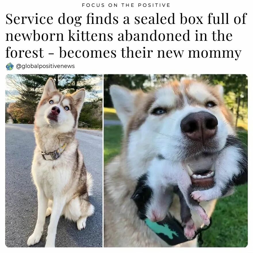 Whitney Braley Adopted Banner, A Three-Year-Old Husky, When She Was Just A Puppy