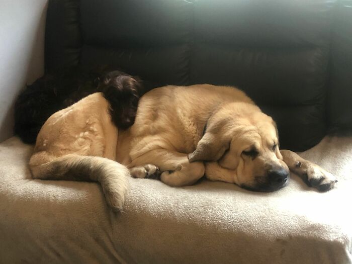 This Dog Got A Second Chance At Life, And His Tail Wags More Than Ever - 7