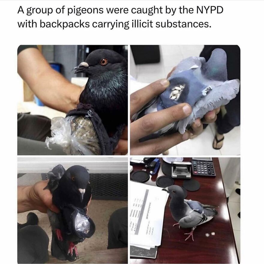 Poor Pigeon Just Trying To Feed His Family 🙌