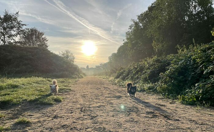 Little Doggies, Great Shadows