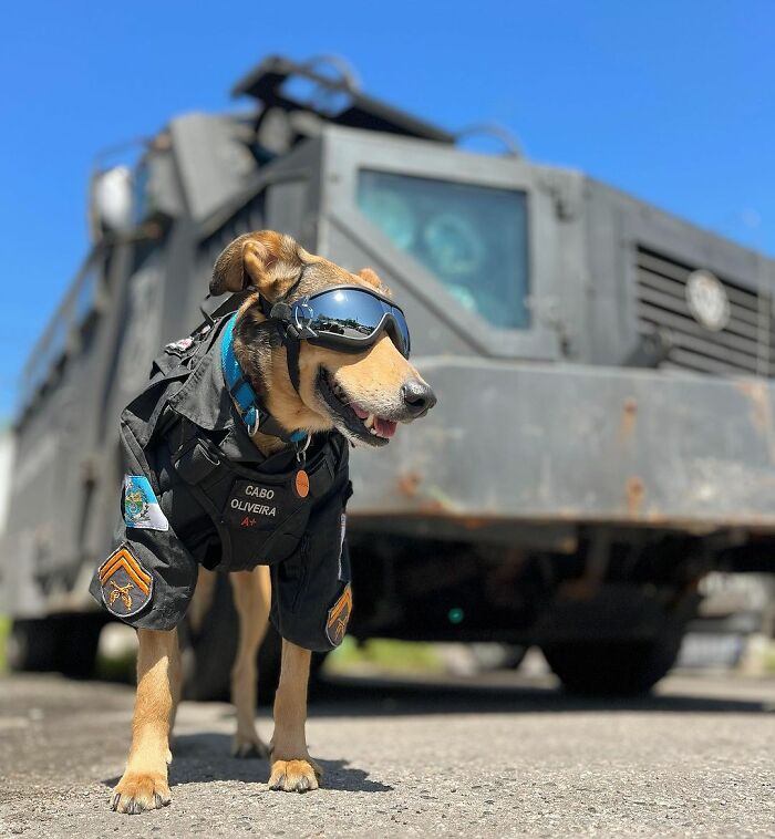 Hired With No Experience: Street Dog Persistently Visited Police Station Until He Got Adopted Hired With No Experience: Street Dog Persistently Visited Police Station Until He Got Adopted