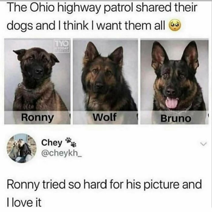 Bruno The Experienced Sergeant, Looking To Rid The Streets Of Crime. Wolf His Right Hand Dog, Never Stops, Never Faulters, Never Missed His Dog. And Ronny, The Upcoming Rookie With More Potential Than Any, Just Has To Realize It