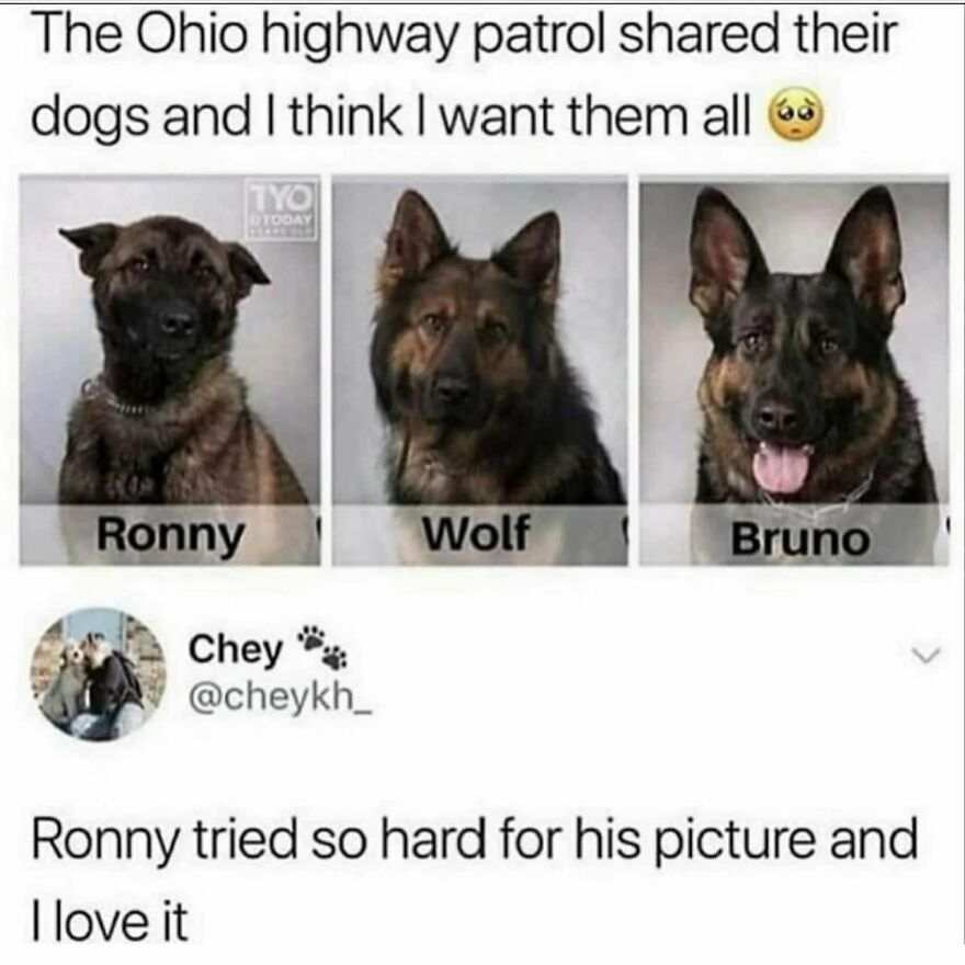 Bruno The Experienced Sergeant, Looking To Rid The Streets Of Crime. Wolf His Right Hand Dog, Never Stops, Never Faulters, Never Missed His Dog. And Ronny, The Upcoming Rookie With More Potential Than Any, Just Has To Realize It