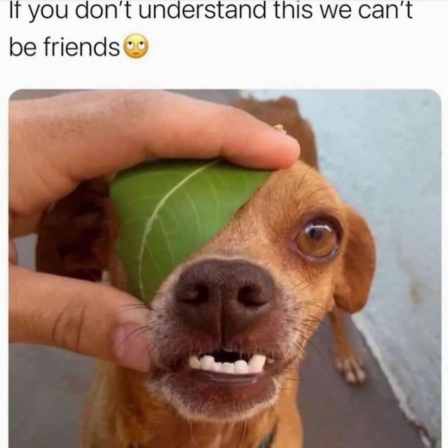 Buck, The Names Buck, Short For Buckminstan, Long For Baaaa