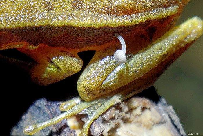Scientists Baffled By Unprecedented Sight Of Living Frog With Mushroom Sprouting Out Of Its Side Scientists Baffled By Unprecedented Sight Of Living Frog With Mushroom Sprouting Out Of Its Side