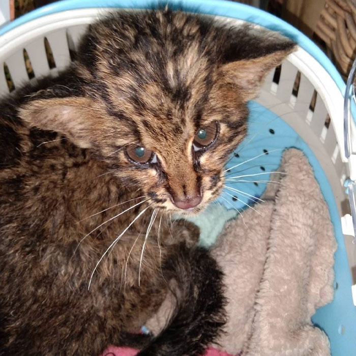 Six People Caught Trying To Smuggle 87 Animals In Major Wildlife Trafficking Bust