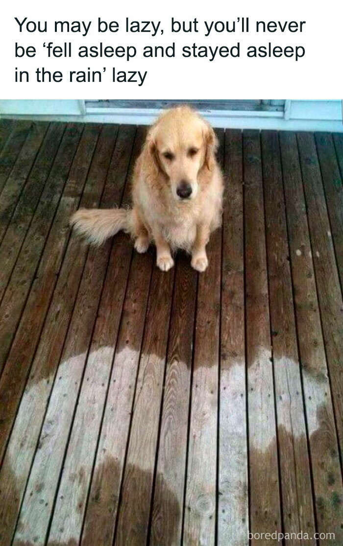 Random-Funny-Memes-Pickuplines