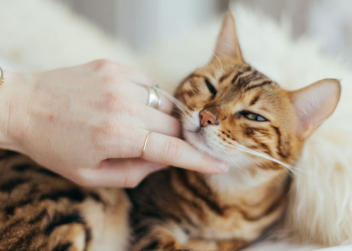 Person gently petting a relaxed Bengal cat, representing calm moments for childfree people over 40 reflecting on life choices.