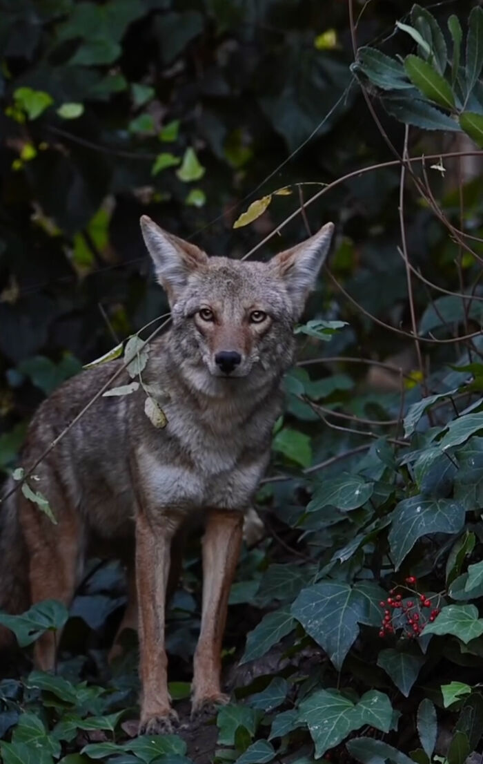 &ldquo;Dog&rdquo; Napping On Porch With Toys Turned Out To Be Not A Dog At All