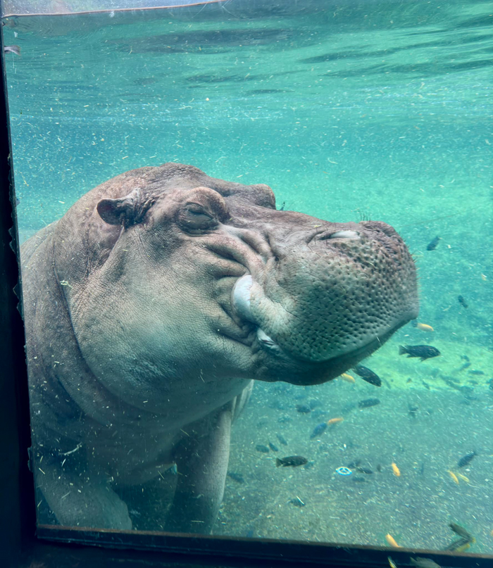Sleepy, Cute And So Satisfying To Watch: Hippos Enjoying Underwater Spa - 8