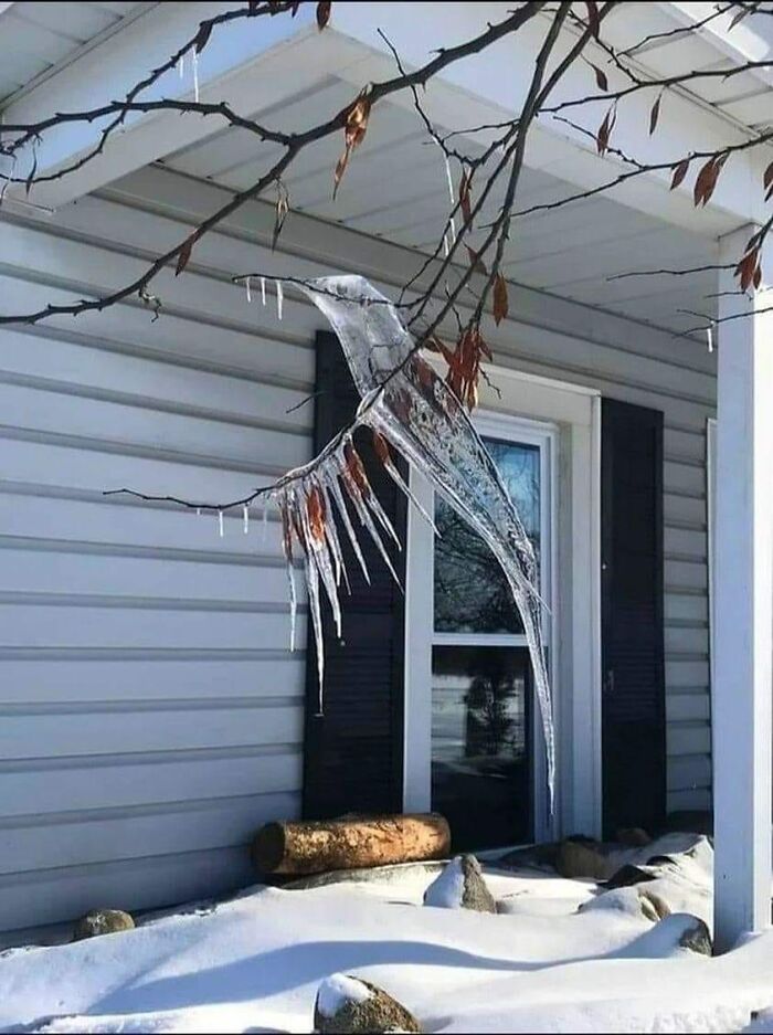 Ice Hummingbird Created By Nature