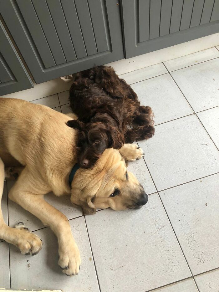 This Dog Got A Second Chance At Life, And His Tail Wags More Than Ever - 8