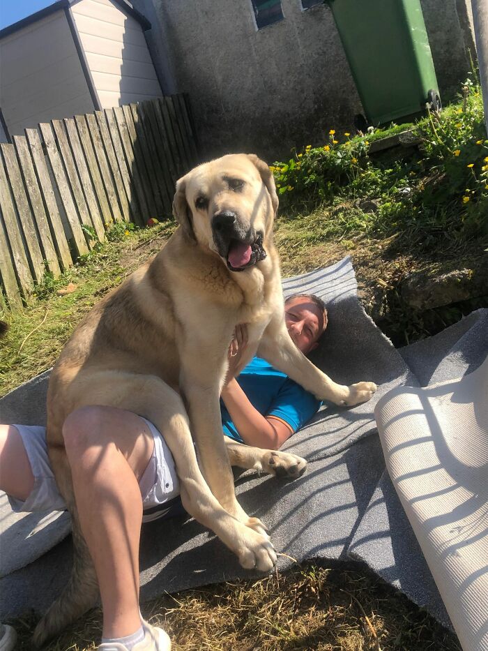 This Dog Got A Second Chance At Life, And His Tail Wags More Than Ever - 9