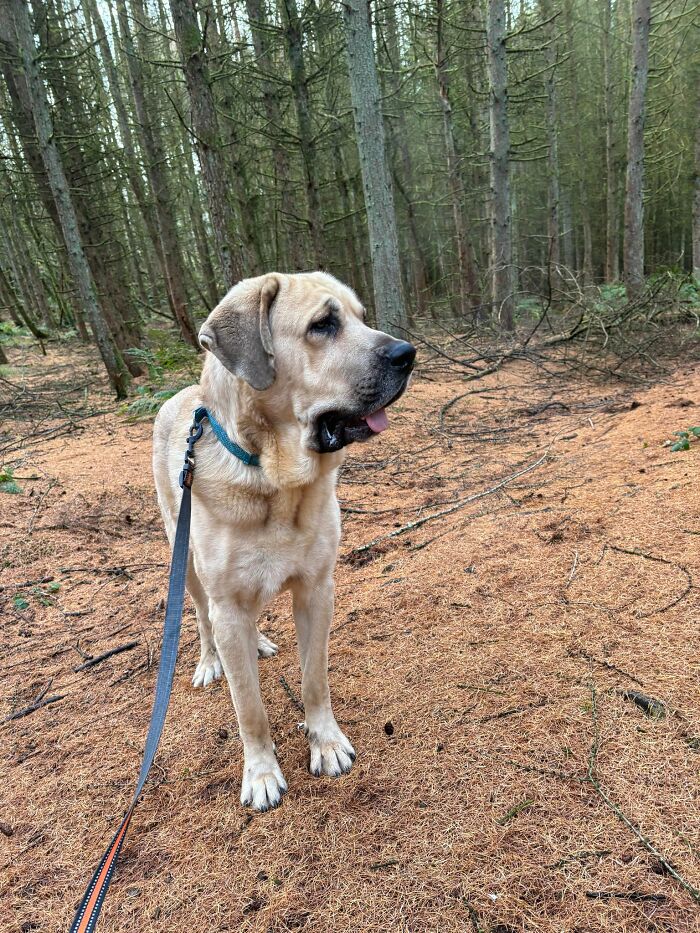 This Dog Got A Second Chance At Life, And His Tail Wags More Than Ever - 5
