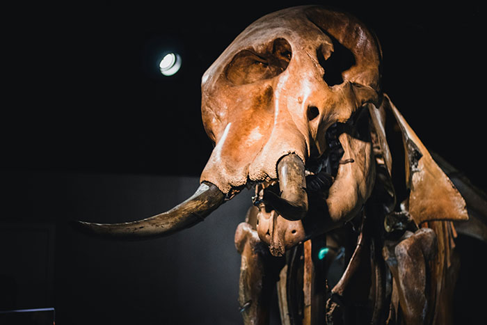 Texas Startup Plans To Resurrect The Woolly Mammoth, Among Other Extinct Species