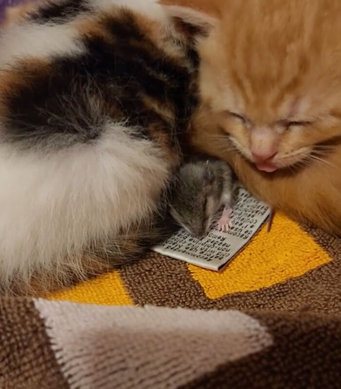 Touching Moment Mama Cat Adopts A Mouse As A Part Of Her Newest Litter Touching Moment Mama Cat Adopts A Mouse As A Part Of Her Newest Litter