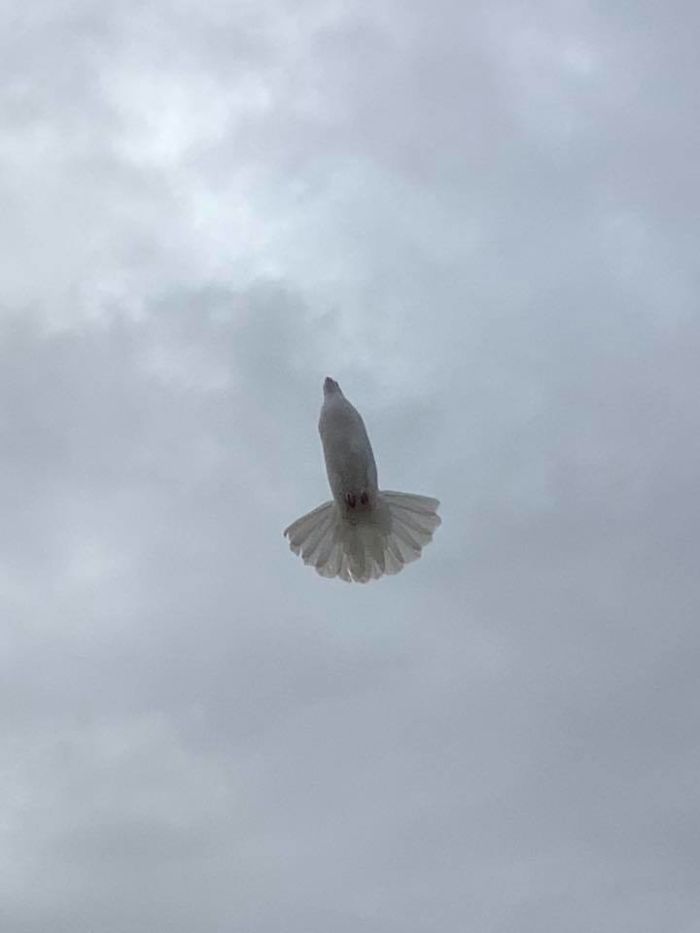 Tried To Get A Spread Wings Shot