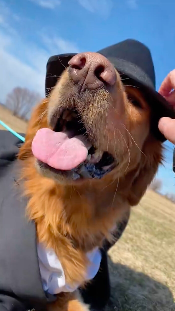 Dog Daycare Steals The Show, Recreating Hilarious Movie Posters Of Oscar-Nominated Films (10 Posters)