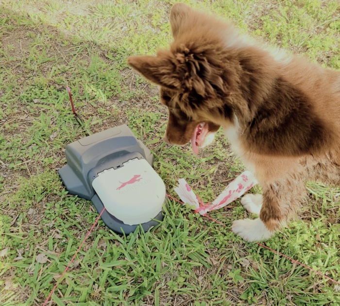  Swiftpaws: A Flag Lure Course That Your Dog Will Love