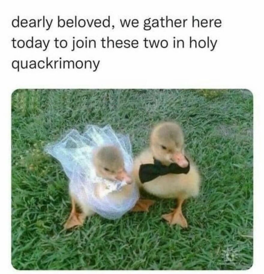 This Got Me Quacking Up In Laughter