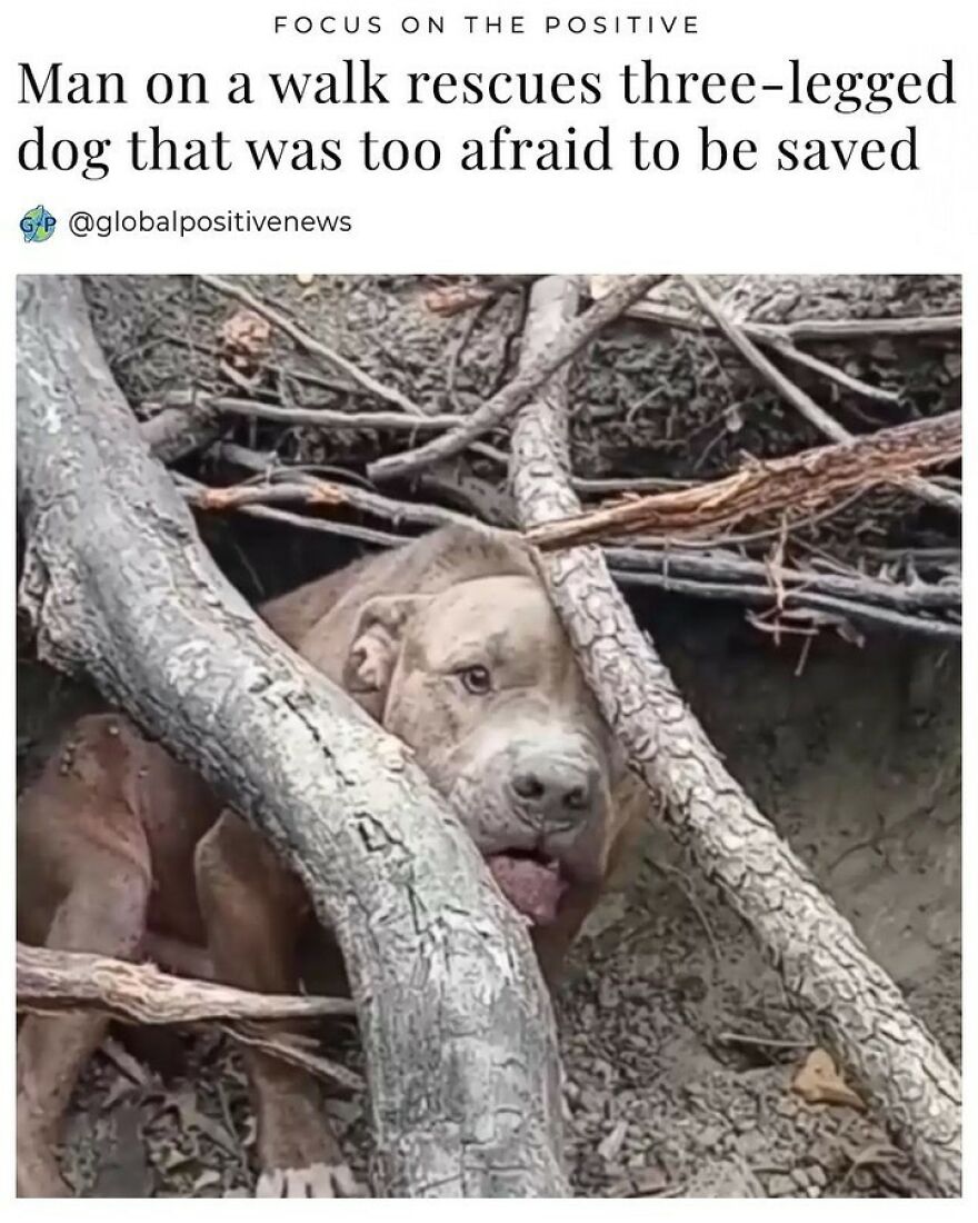 "This Abandoned Pit Bull Is Sheltering … In The Southwest Part Of The Park… I Take Him Food And Water But He Will Not Let Me Close To Him"