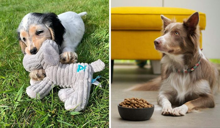 Discover Ollie Pets Subscription Boxes: Tail-Wagging Treats, Toys, And Nutritious Pet Food Delivered To Your Door!