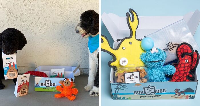 Indulge Your Pup With BoxDog: A Subscription Box Offering Handmade Treats, Vegan Skincare, And A Selection Of Toys, Gear, And Gadgets!