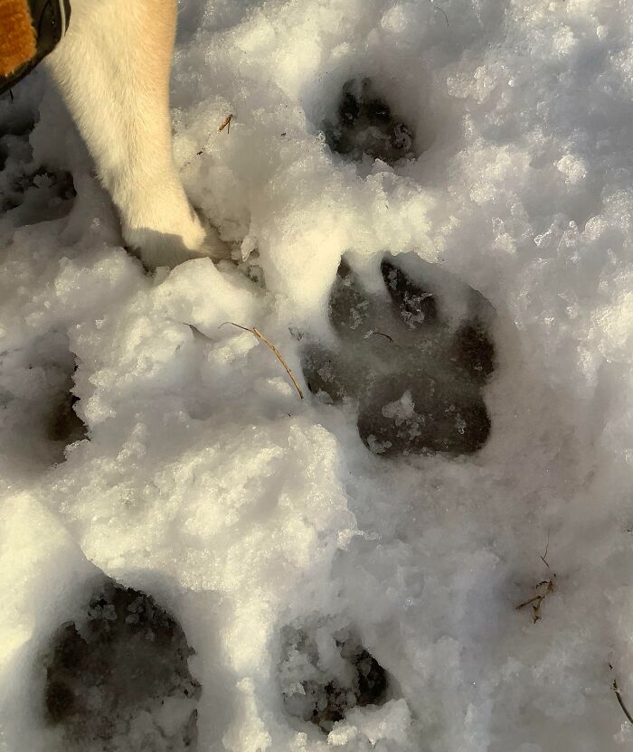 Whatever Beast Of A Dog Walked Here Before Us