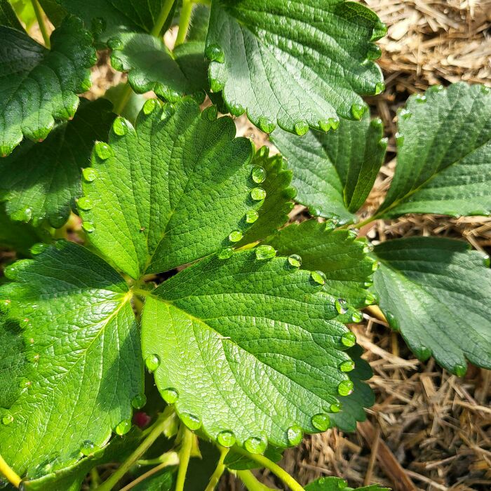 The Way The Water Collected On My Strawberry Leaves This Morning