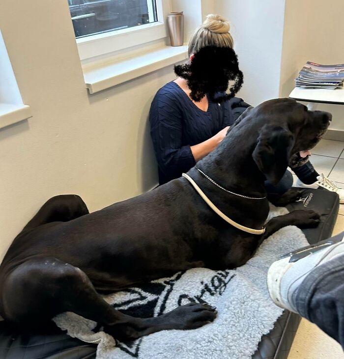 This Dog At The Vet's