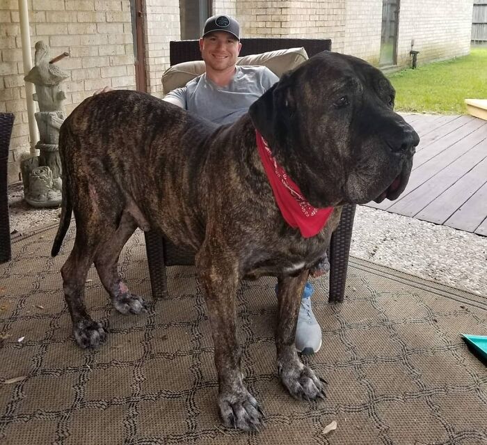 El protector de la familia