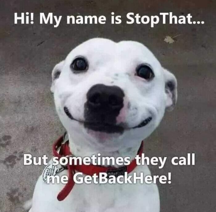 White dog with a goofy grin, labeled "My name is StopThat," capturing funny animal meme essence.