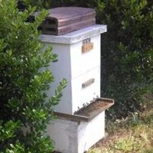 mary_decker-bonker avatar