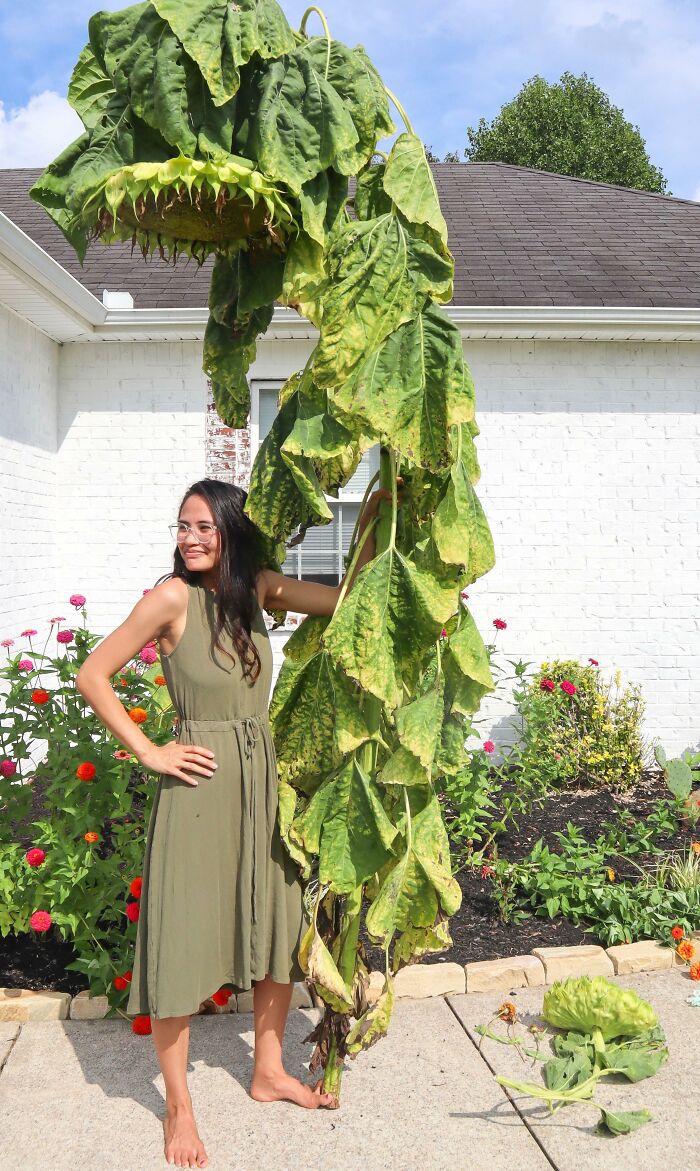 Here's My Mammoth Sunflower