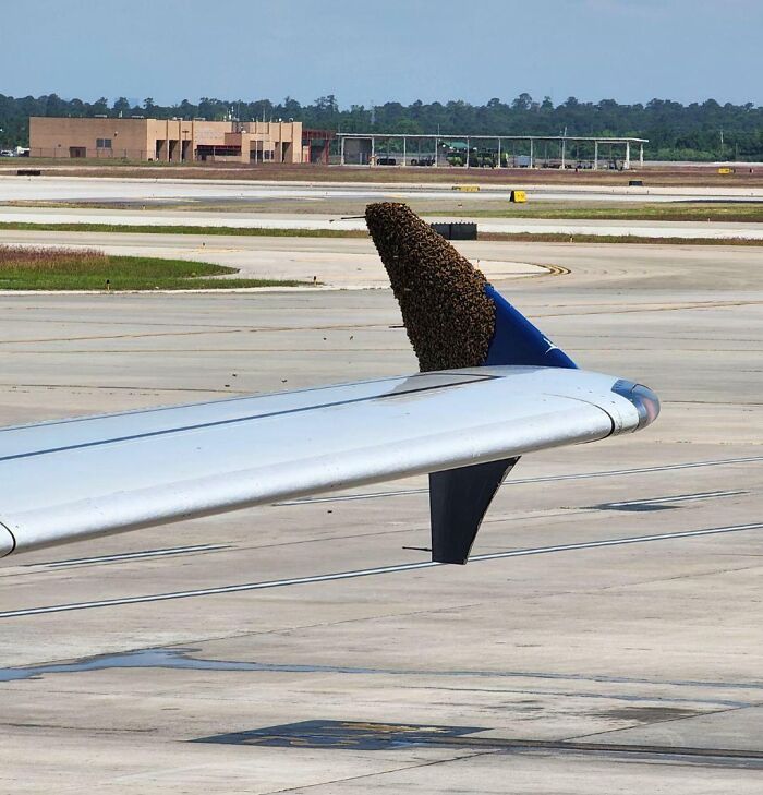 Bees On A Plane. Picture Was Taken By My Dad After Landing At Houston Airport. The Outgoing Flight Was Delayed For “Bee Removal”