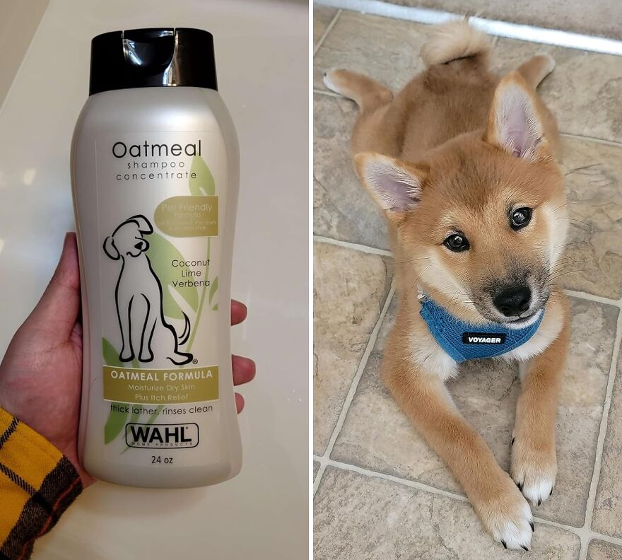 Soothe Your Pooch's Itches: Luxurious Oatmeal & Coconut Lime Verbena Shampoo For Dogs With Dry Skin - Made In The USA