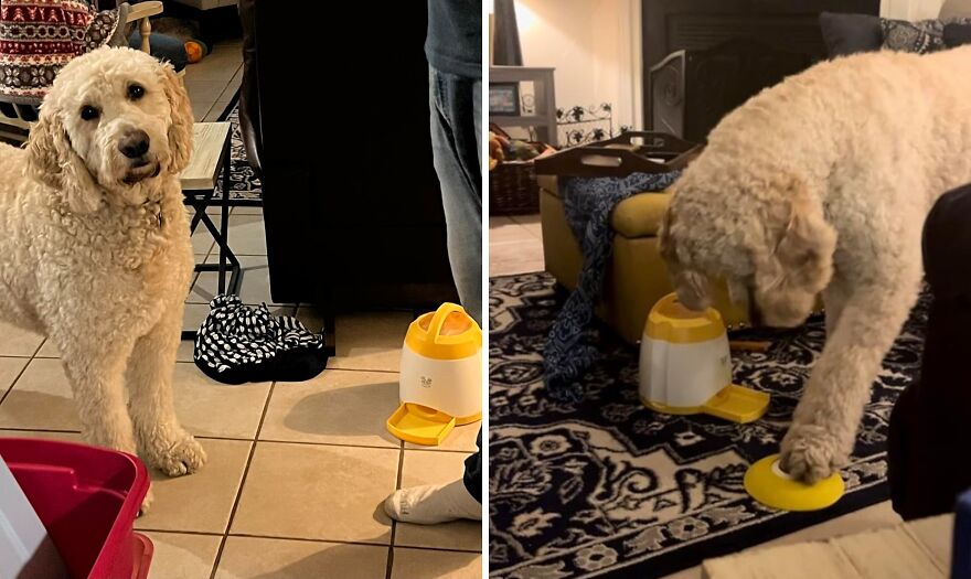  Arf Pets: The Smart Way To Treat And Train Your Dog