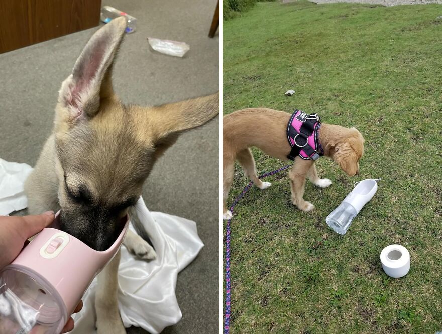 Water Woof: The Portable Dog Bottle That Doubles As A Food Container
