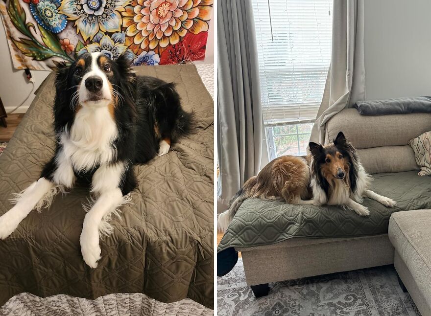  Ameritex: A Reversible, Waterproof, And Cozy Blanket For Your Pooch