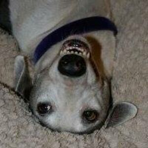 terri_jacobson avatar