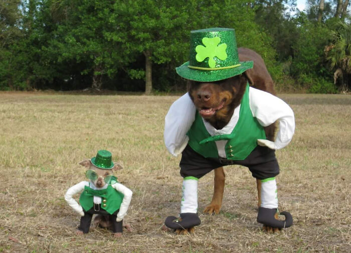 My Aunt Makes Costumes For Her Mutts