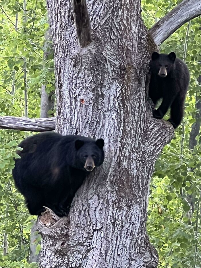 Two adorable black bears climbing a large tree surrounded by green forest, showcasing cute animal pics in nature.