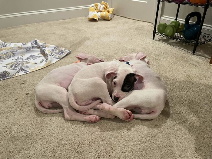 Three adorable white puppies cuddled together on carpet, showcasing some of the cutest dogs ever in a cozy indoor setting.
