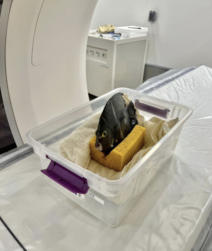 Fish positioned upright on a sponge inside a plastic container, showcasing animals being their hilarious selves in a lab setting.