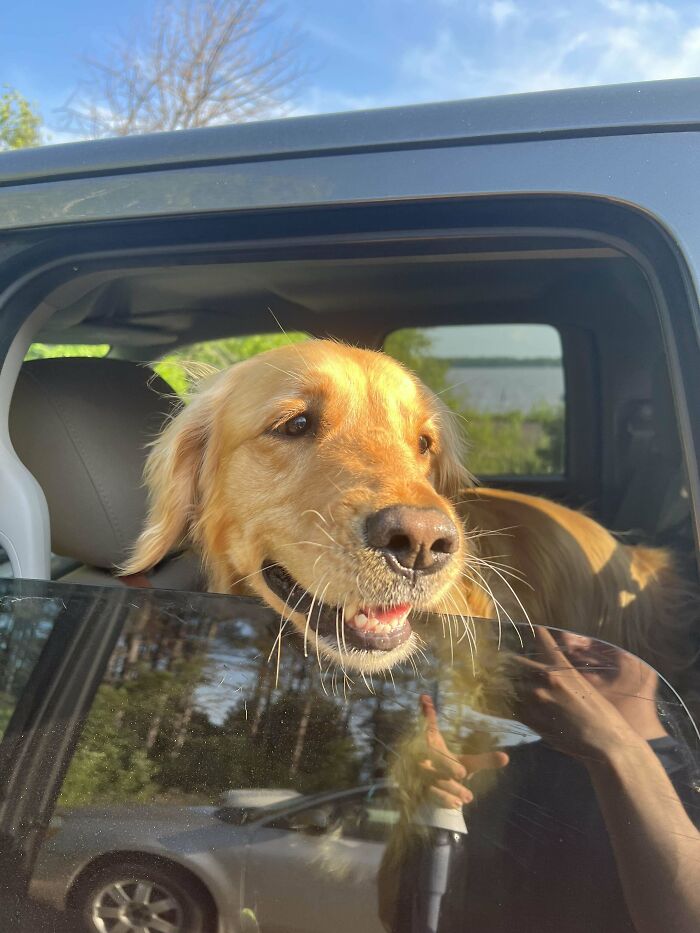 Golden retriever looking out of car window with sunlight highlighting the cutest dogs ever in a natural setting.