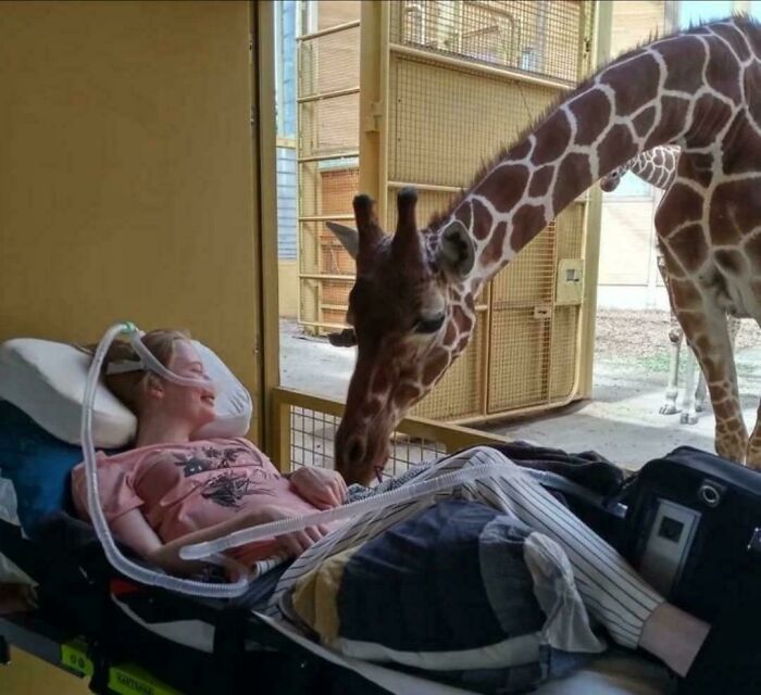 A woman in a hospital bed smiling as an adorable giraffe gently interacts, showcasing heartwarming animal moments.
