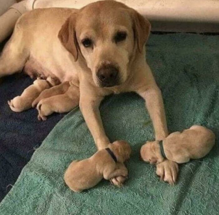Labrador dog lying on a blanket with her newborn puppies, showcasing some of the cutest dogs ever.